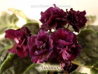 Людовик4