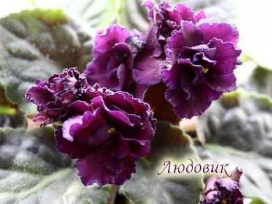 Людовик5
