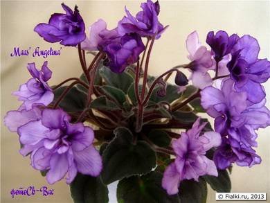 Maas'Angelina4