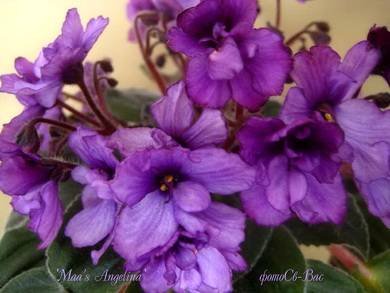 Maas'Angelina5