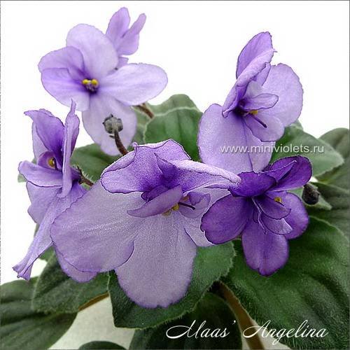 Maas'Angelina6