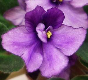 Maas'Angelina9