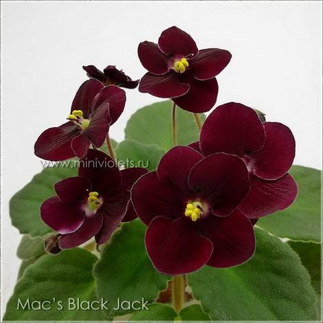 Mac'sBlackJack1