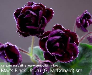 Mac'sBlackUhuru5