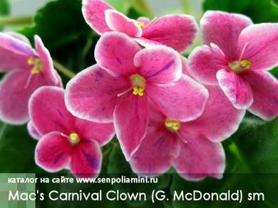 Mac'sCarnivalClown2
