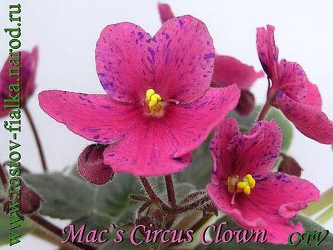 MacsCircusClown1