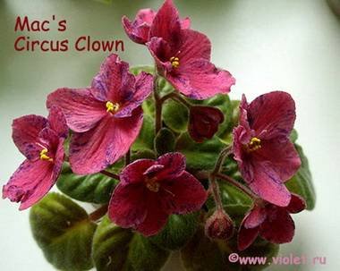 MacsCircusClown2