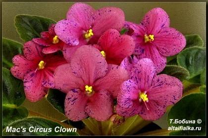 MacsCircusClown7