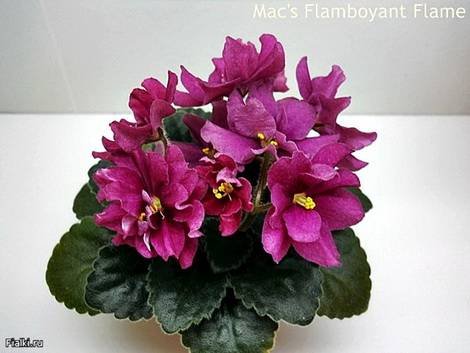 Mac'sFlamboyantFlame1