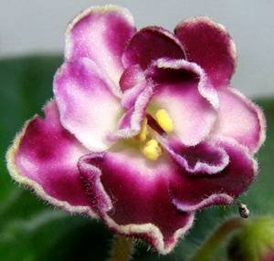 Mac'sGlacialGrape9