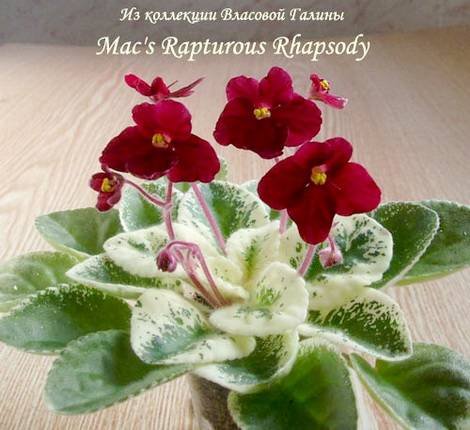 Mac'sRapturousRhapsody1