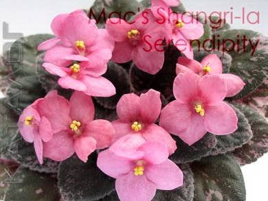 Mac'sShangri-laSerendipity3