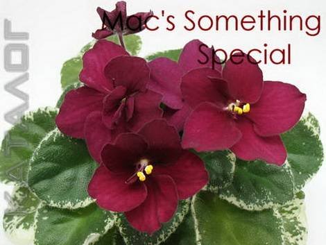 MacsSomethingSpecial1