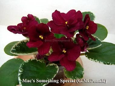 MacsSomethingSpecial3