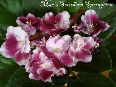 Mac'sSouthernSpringtime8