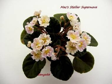 MacsStellarSupernova3