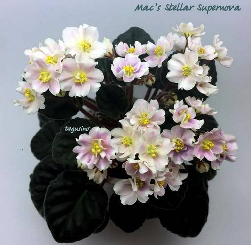 MacsStellarSupernova6