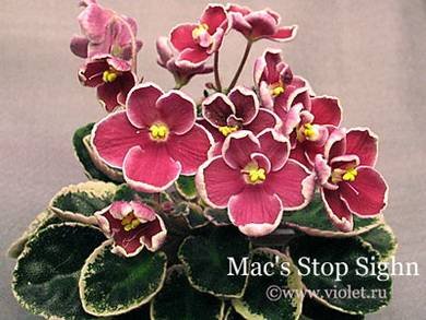 MacsStopSign4