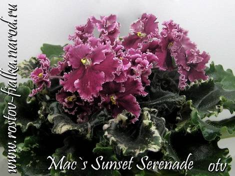 Mac'sSunsetSerenade1
