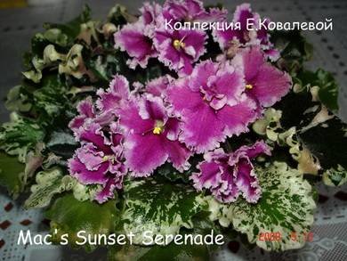 Mac'sSunsetSerenade3