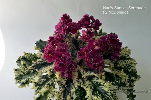 Mac'sSunsetSerenade6