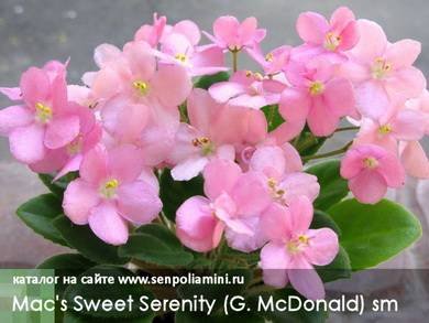 Mac'sSweetSerenity3