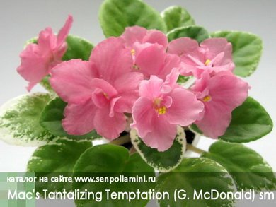 Mac'sTantalizingTemptation7