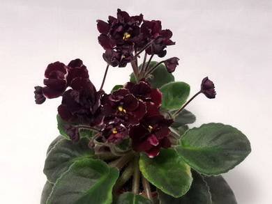 MacsToreadorTrophy3