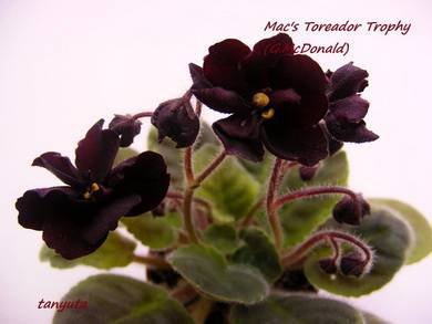 MacsToreadorTrophy4