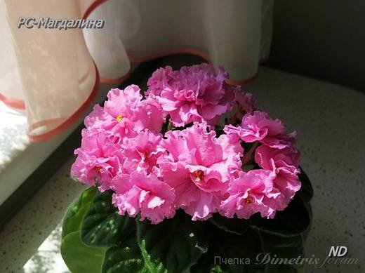 Магдалина6