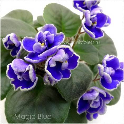 MagicBlue1