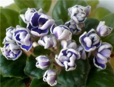 MagicBlue3