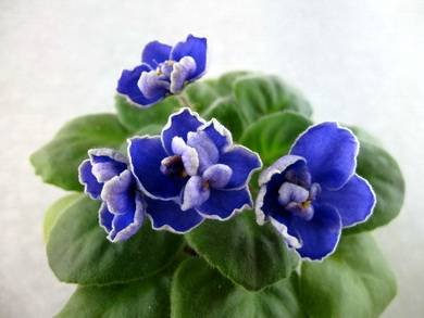 MagicBlue4