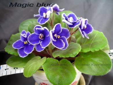MagicBlue5