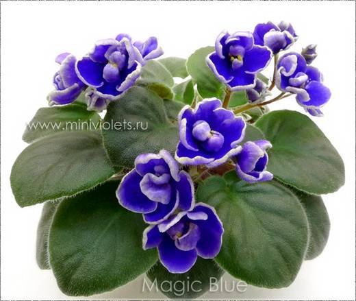 MagicBlue6