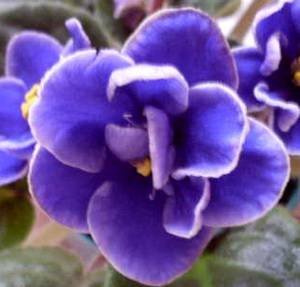 MagicBlue9