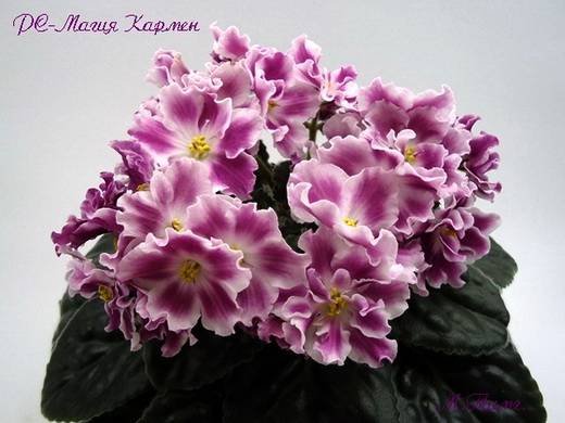 МагияКармен6