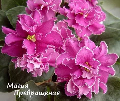МагияПревращения1