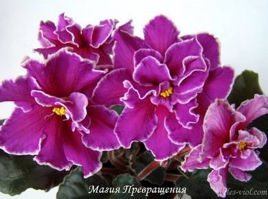 МагияПревращения2