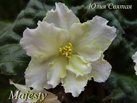 Majesty4