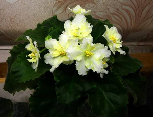 Majesty5