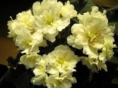 Majesty8