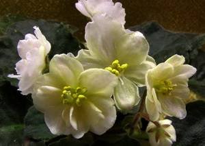 Majesty9