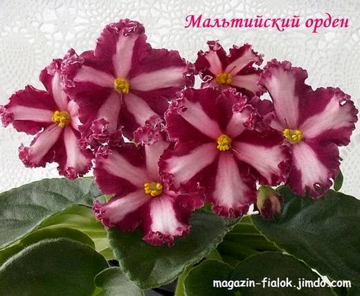 МальтийскийОрден6