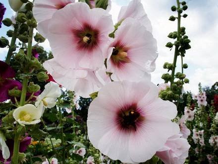 Malva5