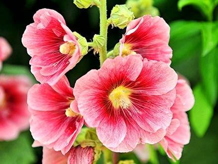 Malva8