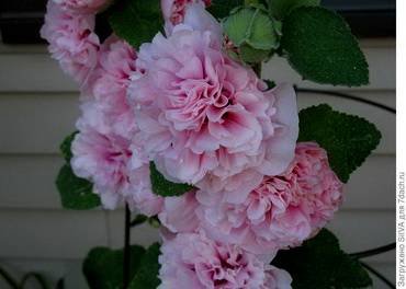 MalvaChater'sDoublePink