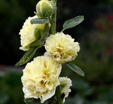 MalvaChater'sDoubleYellow