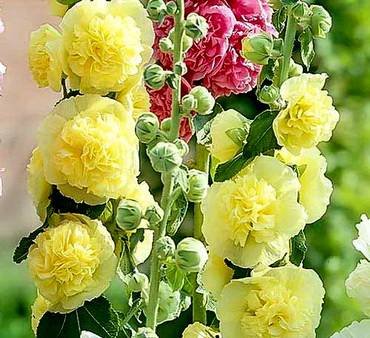 MalvaDoubleYellow