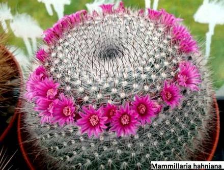 Mammillaria88